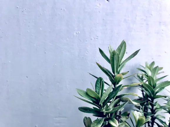 HippoZino Kasino Tuki